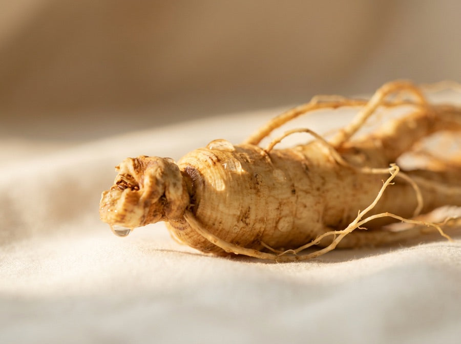 Ginseng Root Extract